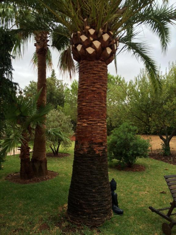 Jardi De Papallones Pollença Buitenkant foto